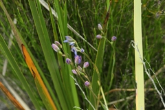 Thelymitra cornicina