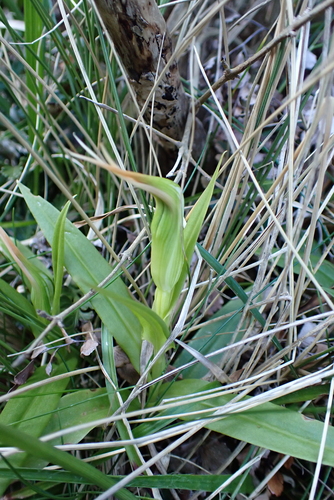 Pterostylis banksii, photograph 5