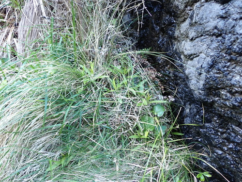 Pterostylis banksii, photograph 6