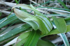 Pterostylis banksii, photograph (c) Michael Berardozzi, some rights reserved (CC BY)