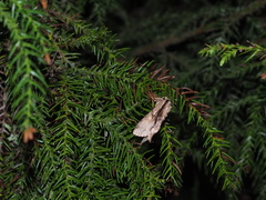 Shaka atrovittatus