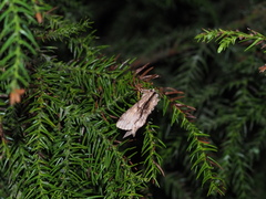 Shaka atrovittatus