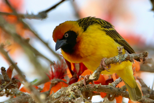 iNaturalist image