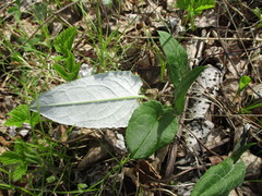 Saussurea controversa