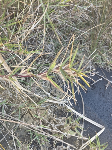 Stenotaphrum secundatum, photograph 1