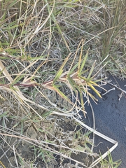 Stenotaphrum secundatum