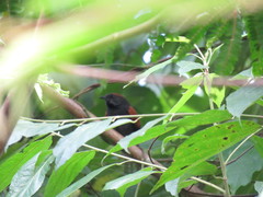 Synallaxis brachyura