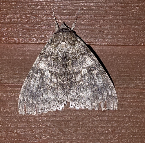 Blue Underwing