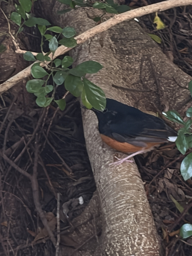 White-rumped Shama