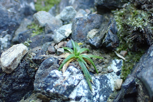 Colobanthus muelleri, photograph 4