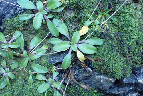 Plantago raoulii, photograph 5
