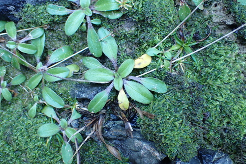 Plantago raoulii, photograph 4