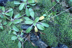 Plantago raoulii, photograph (c) Michael Berardozzi, some rights reserved (CC BY)