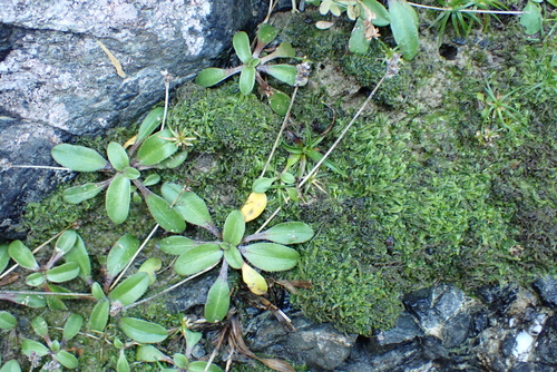 Plantago raoulii, photograph 6