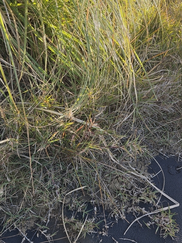 Stenotaphrum secundatum, photograph 2