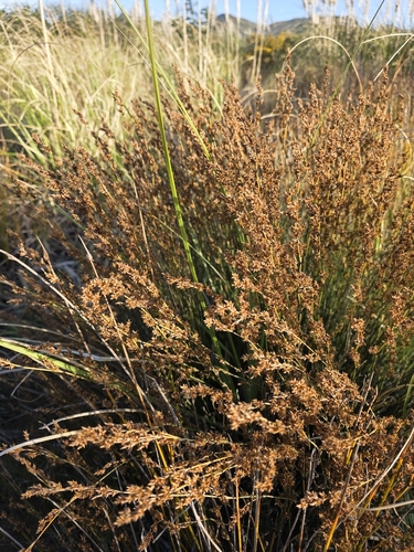 Apodasmia similis