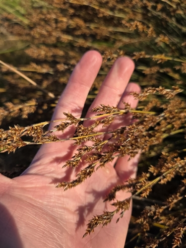 Apodasmia similis, photograph 2
