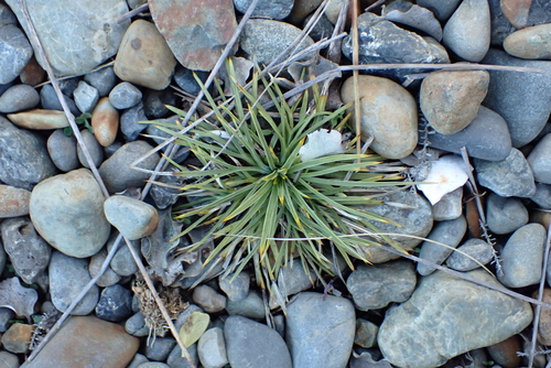 Aciphylla squarrosa