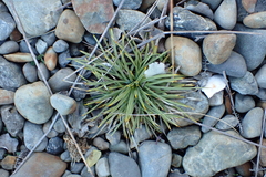 Aciphylla squarrosa