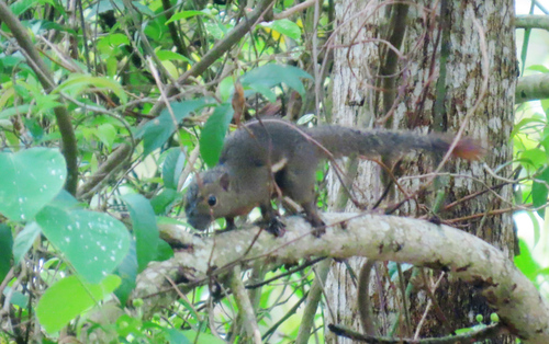 Plantain Squirrel
