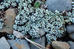 Raoulia hookeri