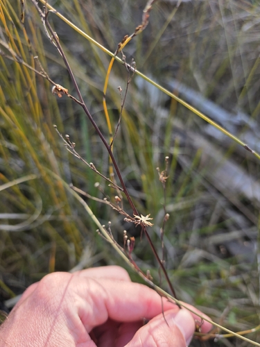 Symphyotrichum subulatum, photograph 1