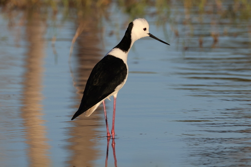 Pied Stilt