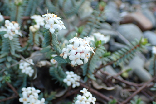 Pimelea prostrata, photograph 1