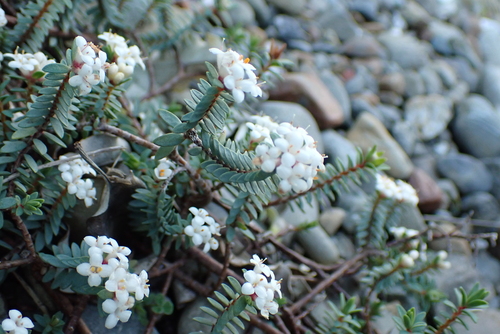 Pimelea prostrata, photograph 2