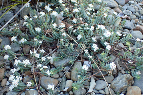 Pimelea prostrata, photograph 3