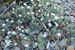 Pimelea prostrata, photograph (c) Michael Berardozzi, some rights reserved (CC BY)