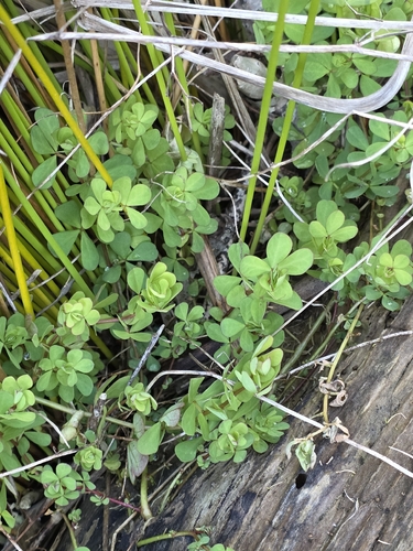 Lotus pedunculatus, photograph 4