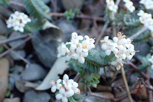 Pimelea prostrata