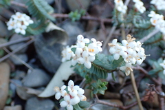 Pimelea prostrata