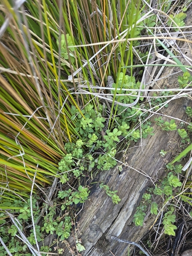Lotus pedunculatus, photograph 5