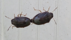 Neottiglossa pusilla