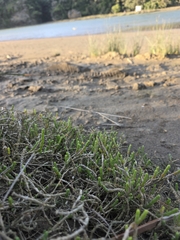 Salicornia quinqueflora, photograph author not stated, no rights reserved