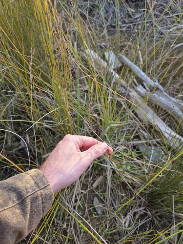 Symphyotrichum subulatum, photograph 2