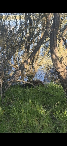 Eastern Short-beaked Echidna