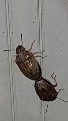 Neottiglossa pusilla