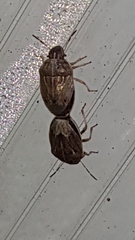 Neottiglossa pusilla