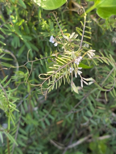 Vicia hirsuta