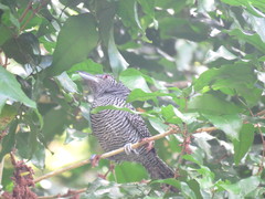 Cymbilaimus lineatus