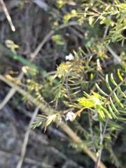 Vicia hirsuta, photograph author not stated, no rights reserved