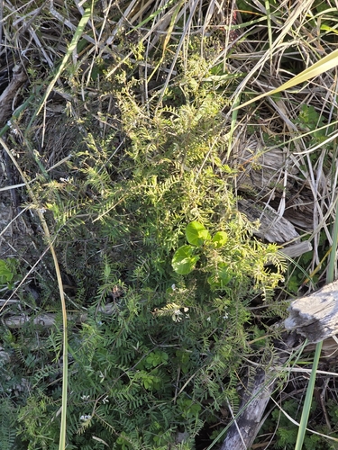 Vicia hirsuta, photograph 3