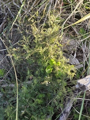 Vicia hirsuta, photograph author not stated, no rights reserved