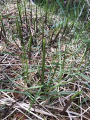 Oryzopsis asperifolia