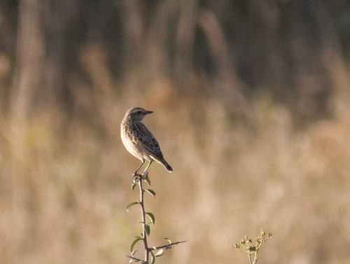 Whinchat