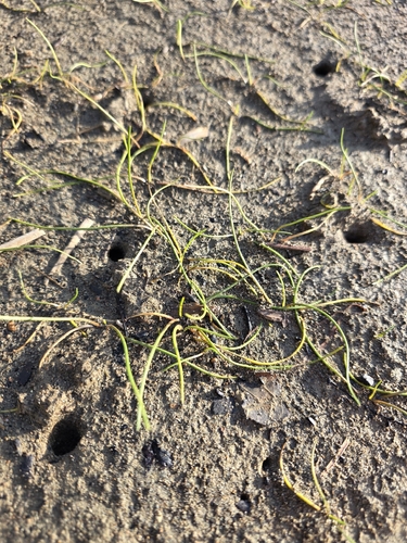 Triglochin striata