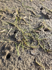 Triglochin striata